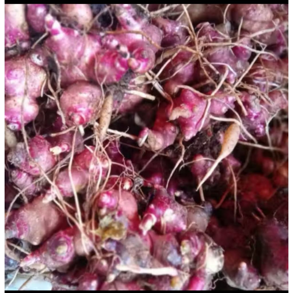 rimpang/bibit ubi yakon asli Wonosobo siap tanam harga termurah 1kg