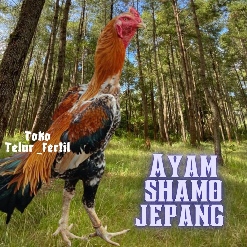 TELUR AYAM SHAMO JEPANG ORI PETARUNG UNTUK DITETASKAN