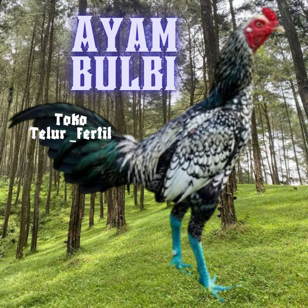 TELUR AYAM BULBI ORI UNTUK DITETASKAN