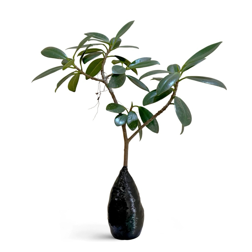 ( BISA COD ) PROMO Tanaman Hias Beringin Korea Bahan Bonsai / Tanaman Hidup Bringin Korea Bonsai Ber