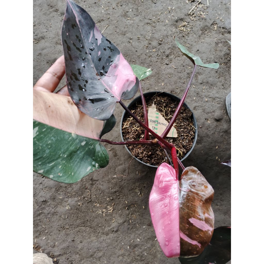 pink princess galaxy tanaman