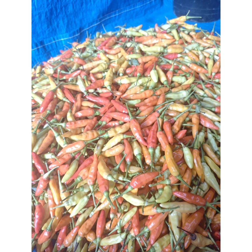 cabai rawit merah, cabe rawit, lombok rawit, lombok belis,