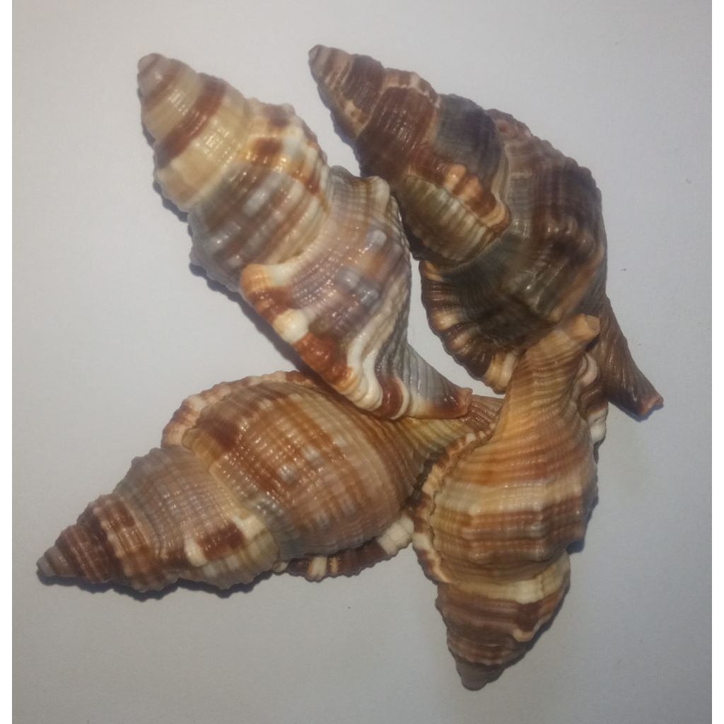 cangkang keong triton berbulu size kecil