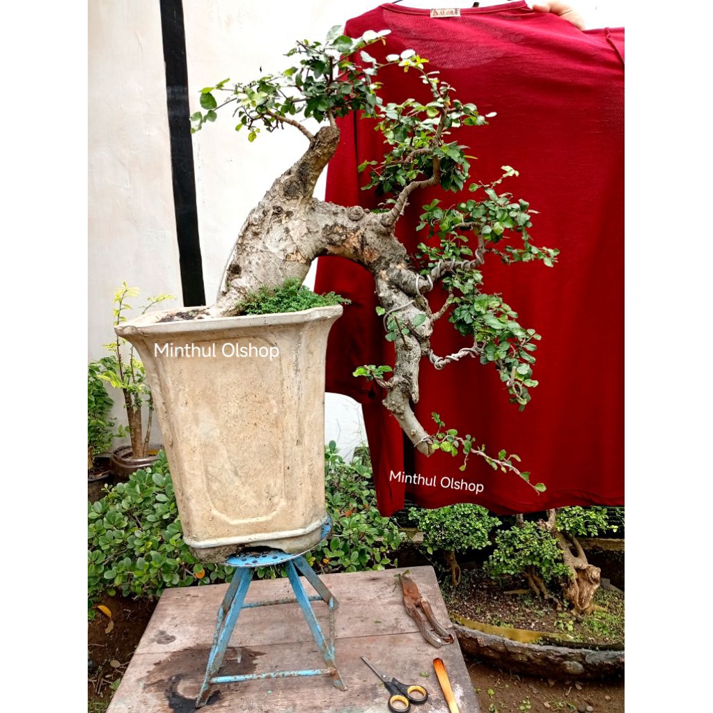 Bonsai serut case cade batang jumbo gaya air terjun sesuai foto