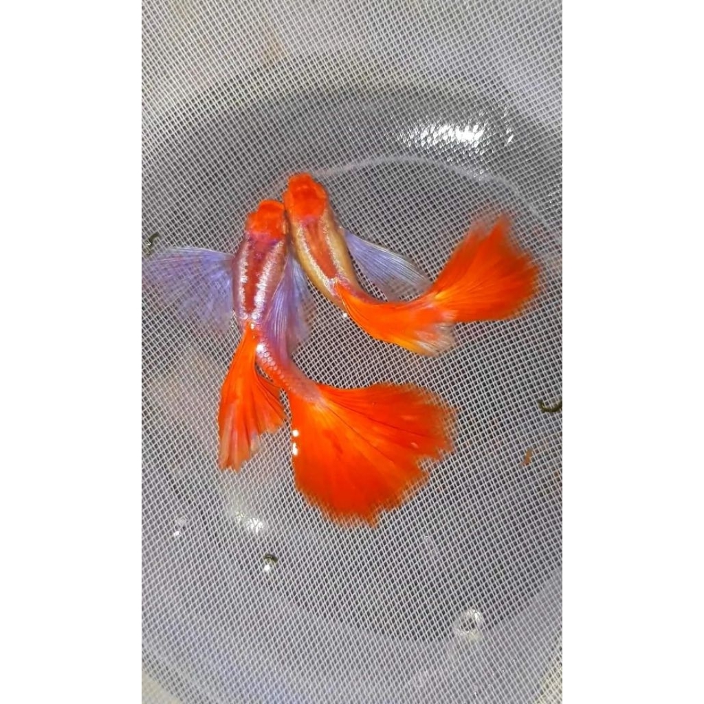 Ikan Guppy Albino PRT koi blue ear/ BERGARANSI