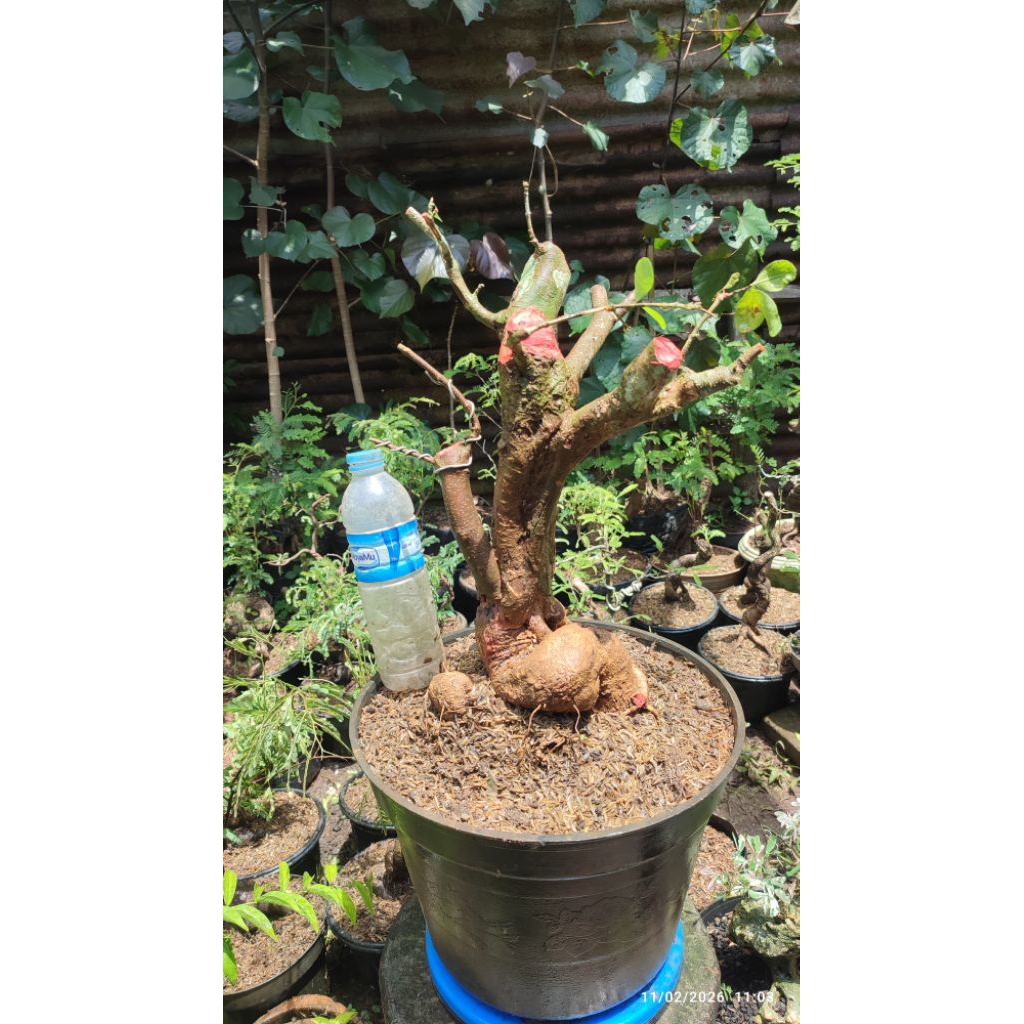 bonsai sianci/bahan bonsai