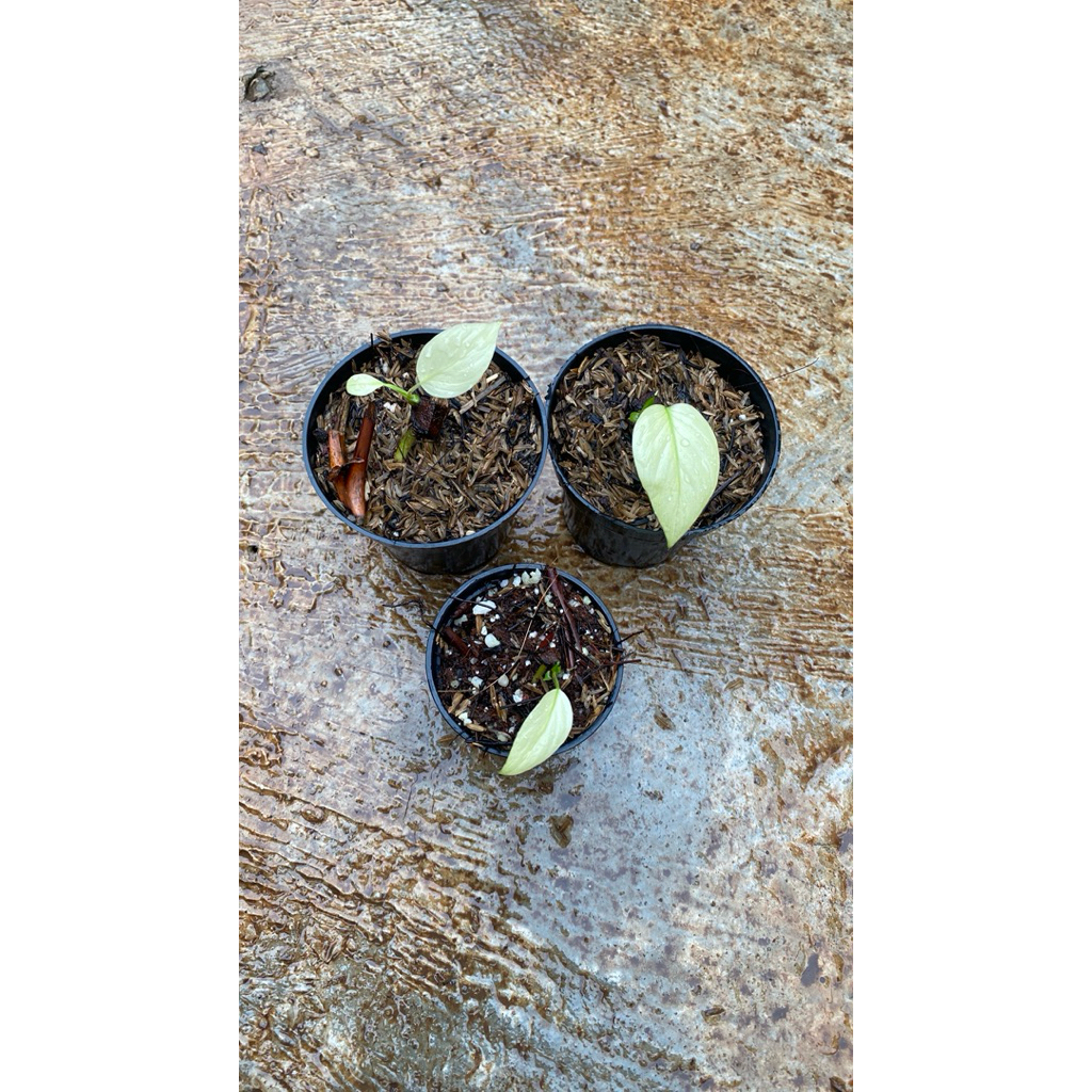 homalomena mint peach (small size real pict)