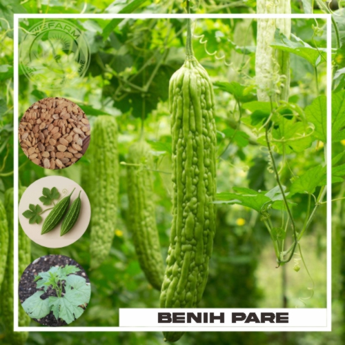 (2 BENIH PARE) BENIH PARE BERKUALITAS-BENIH EKONOMIS