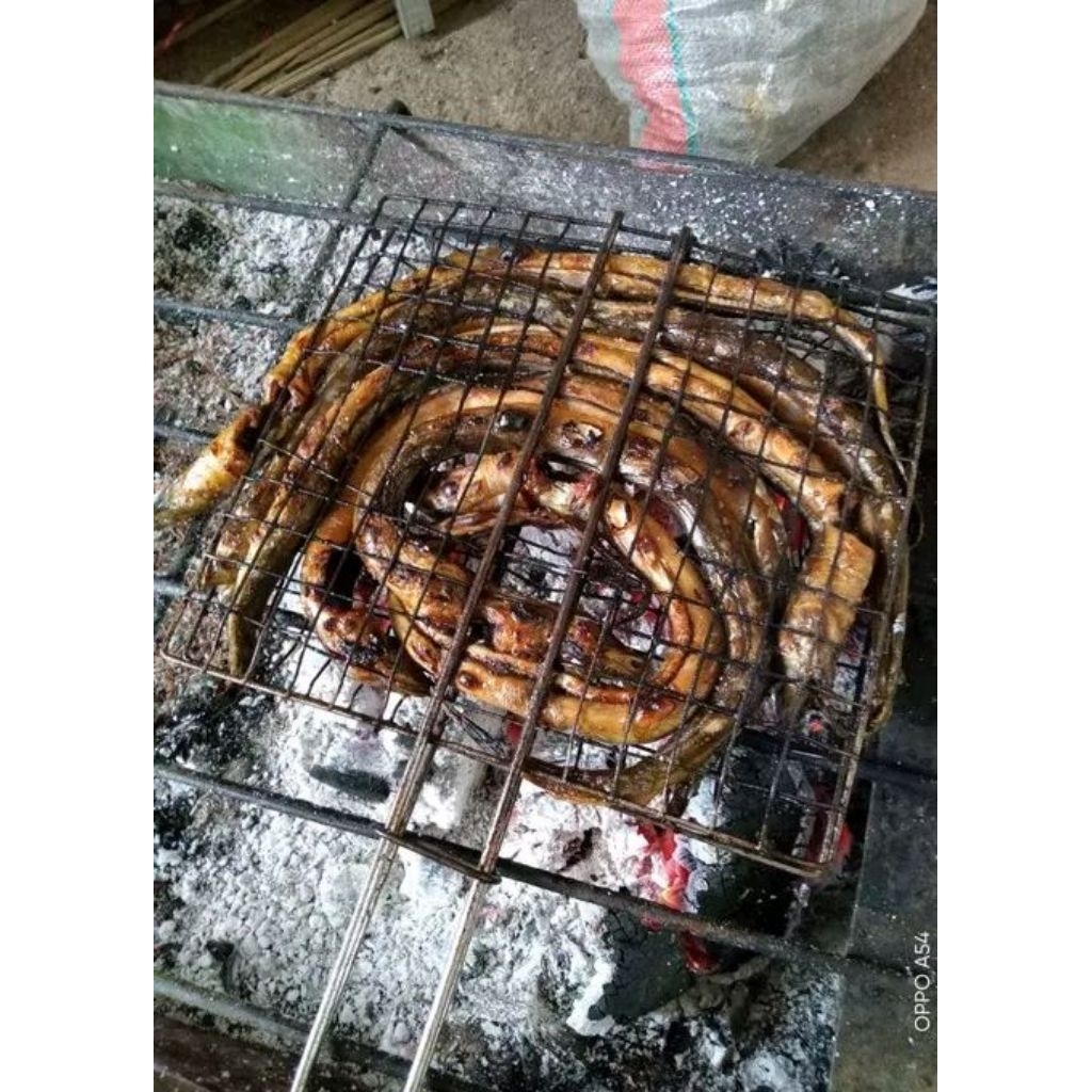 belut bakar umpan mancing ikan lele gacor