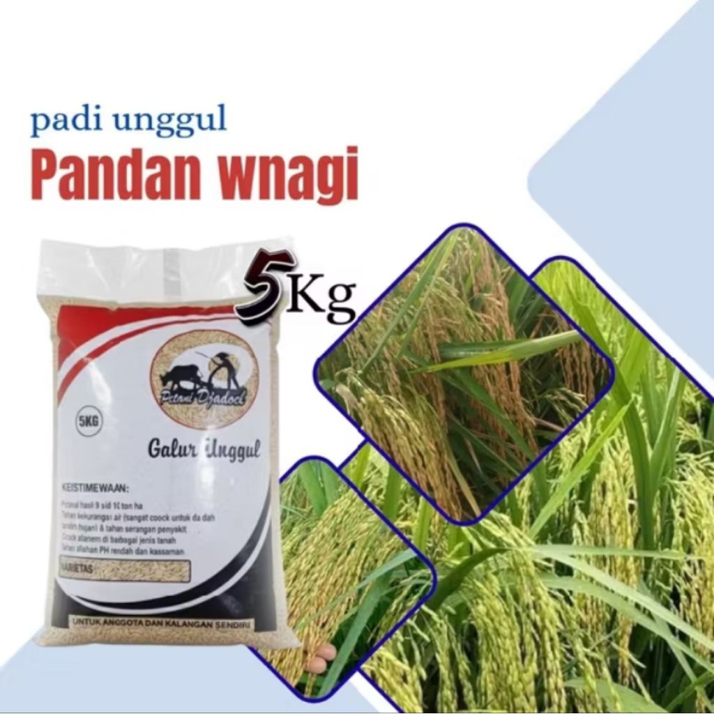 Bibit padi unggul pandan wangi 5kg