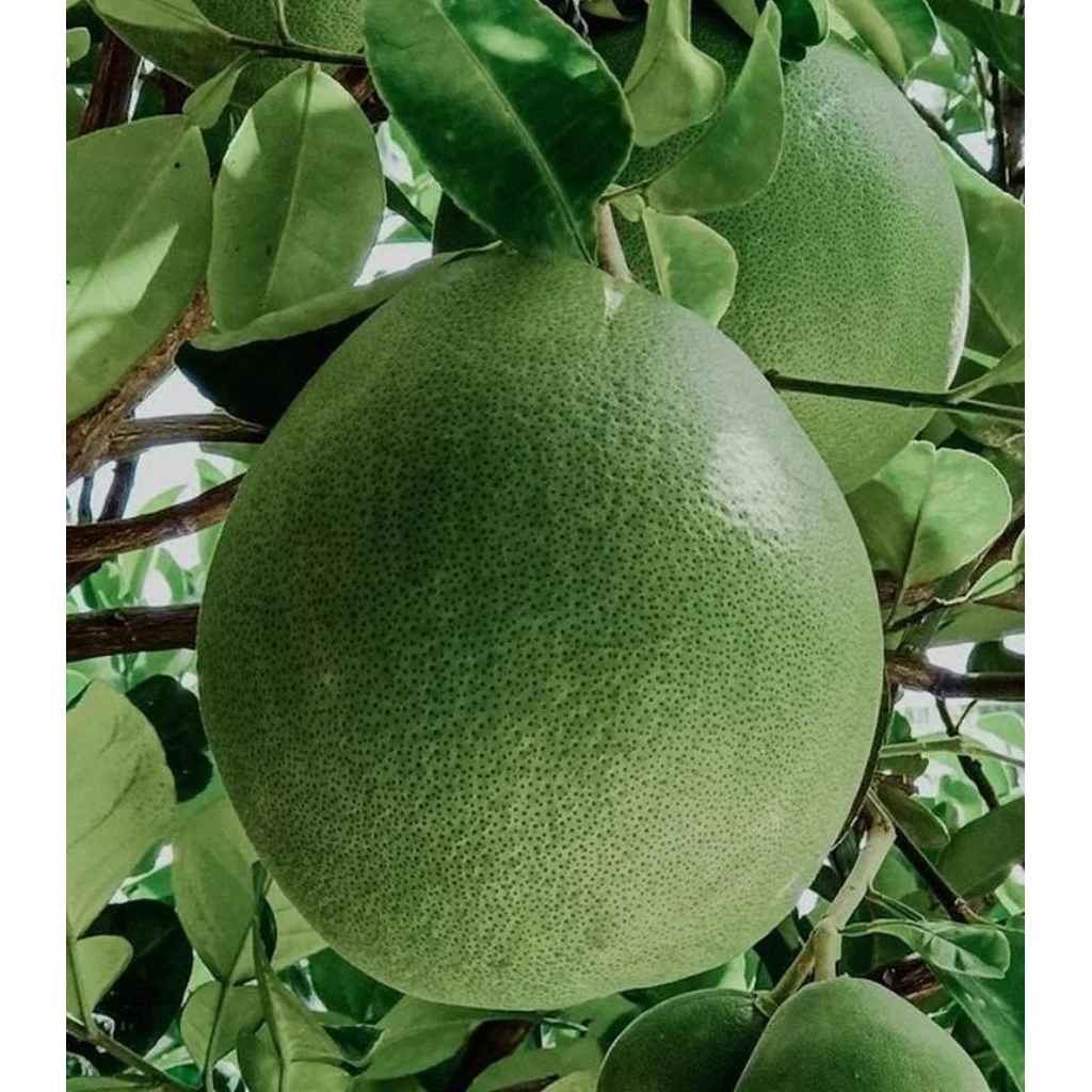 Buah Jeruk Bali