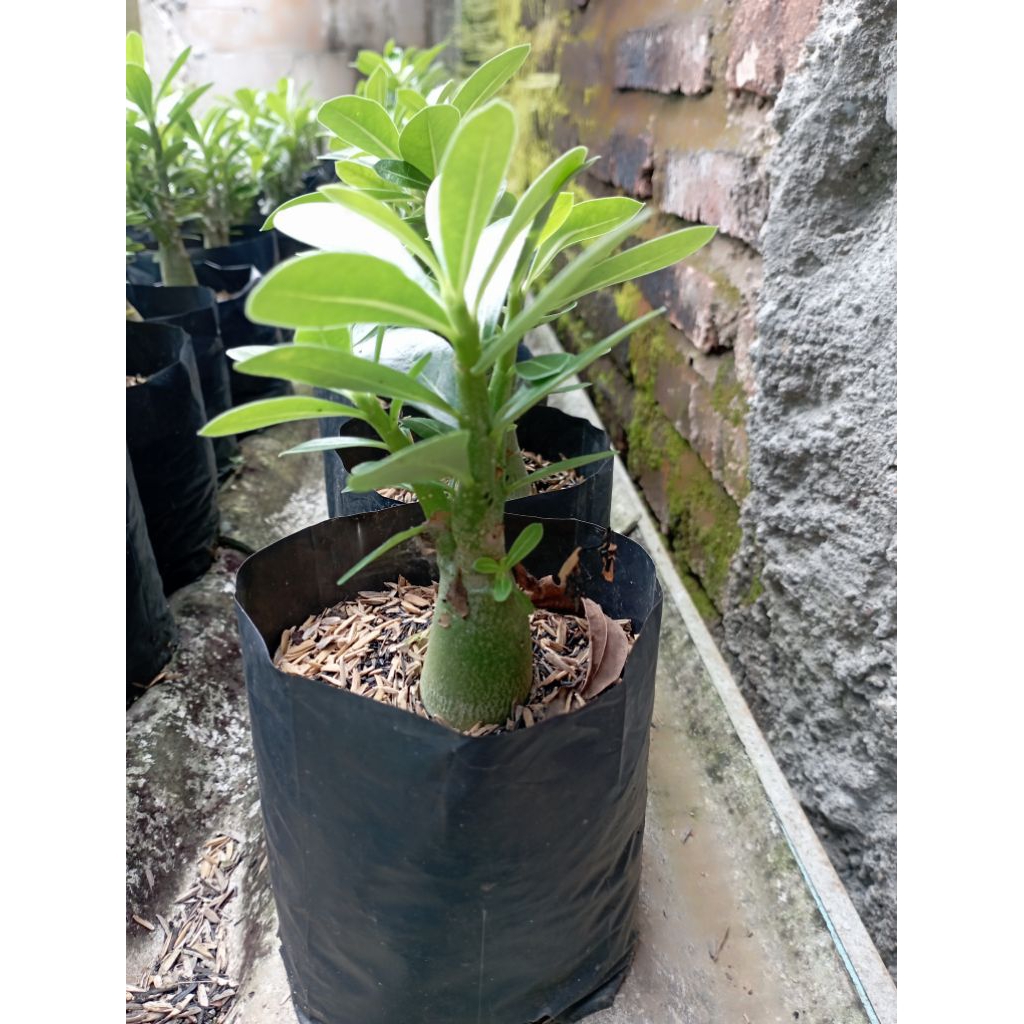 Bibit Kamboja Adenium Putih Ekonomis