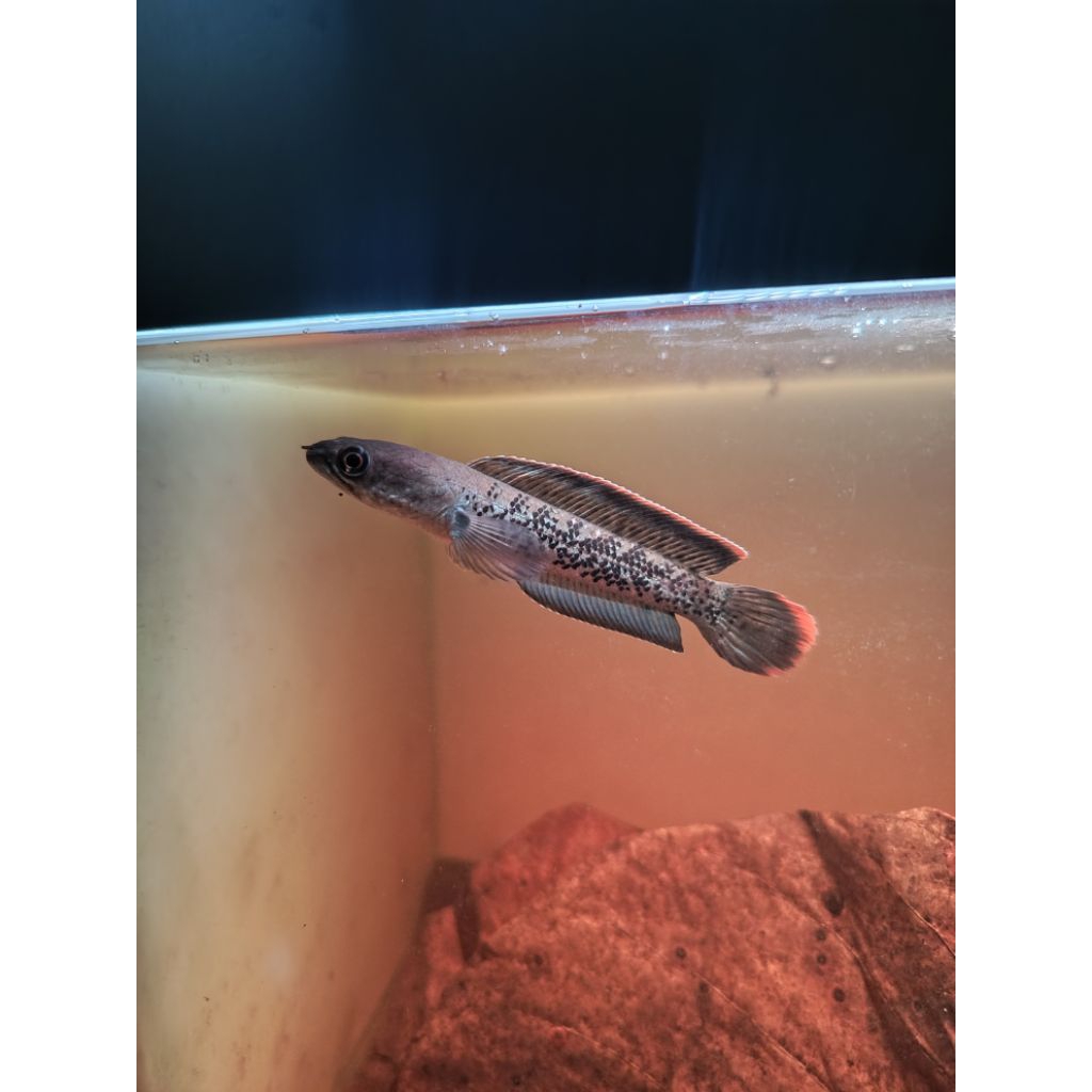 Chana Stewarti Bahan Baby 5-6cm