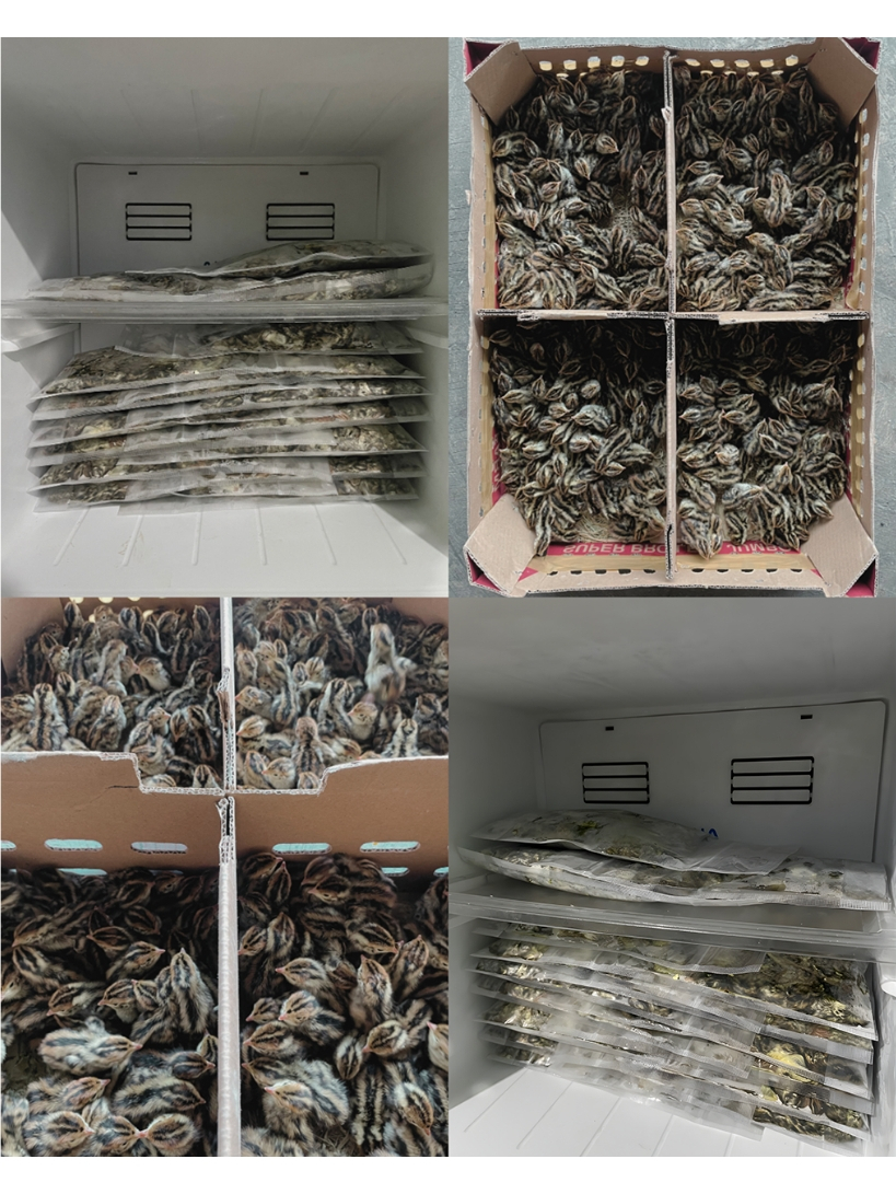 DOQ PUYUH FROZEN 1 BOX 400 EKOR