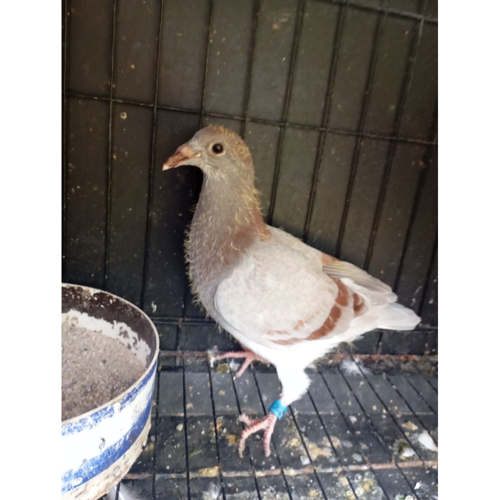 Merpati Pos Ring POMSI ID 2026