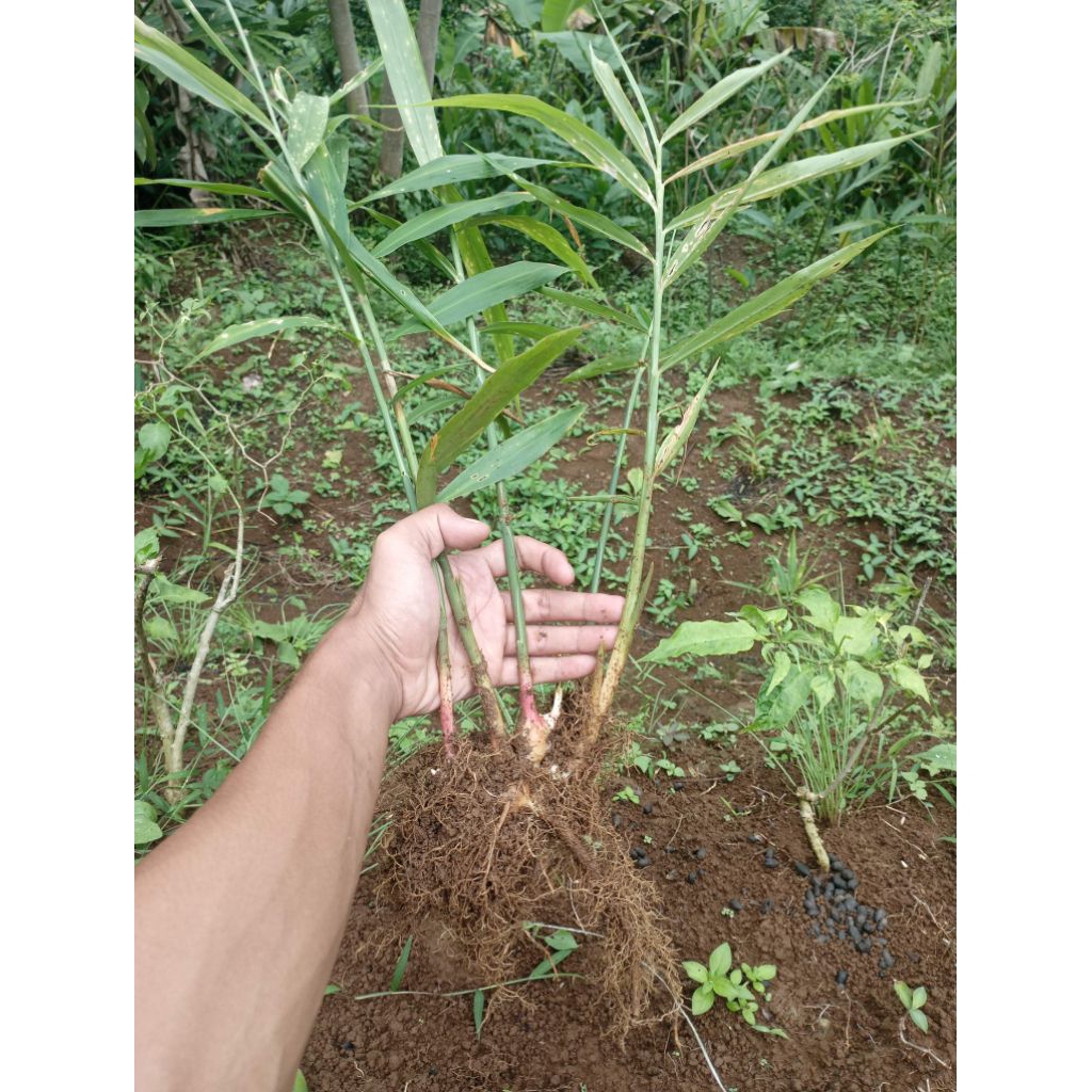 BIBIT JAHE Merah Super