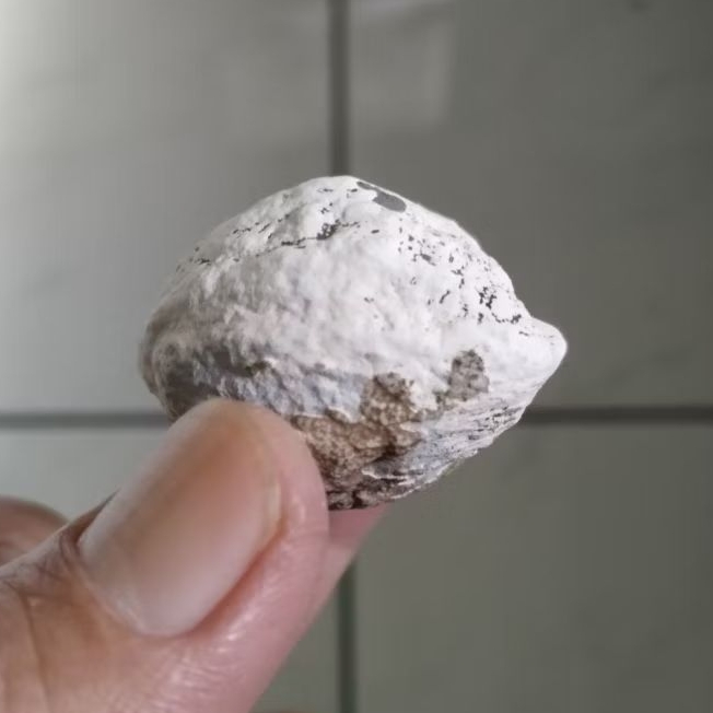 Kemiri Adu Muncang Adu Mayit Silang Yanti Kobra Tua Jatuhan