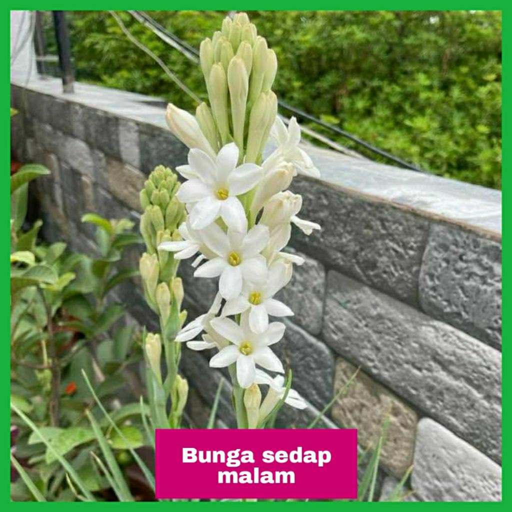 Tanaman hidup bunga sedap malam — Tanaman harum bunga sedap malam — Pohon sedap malam