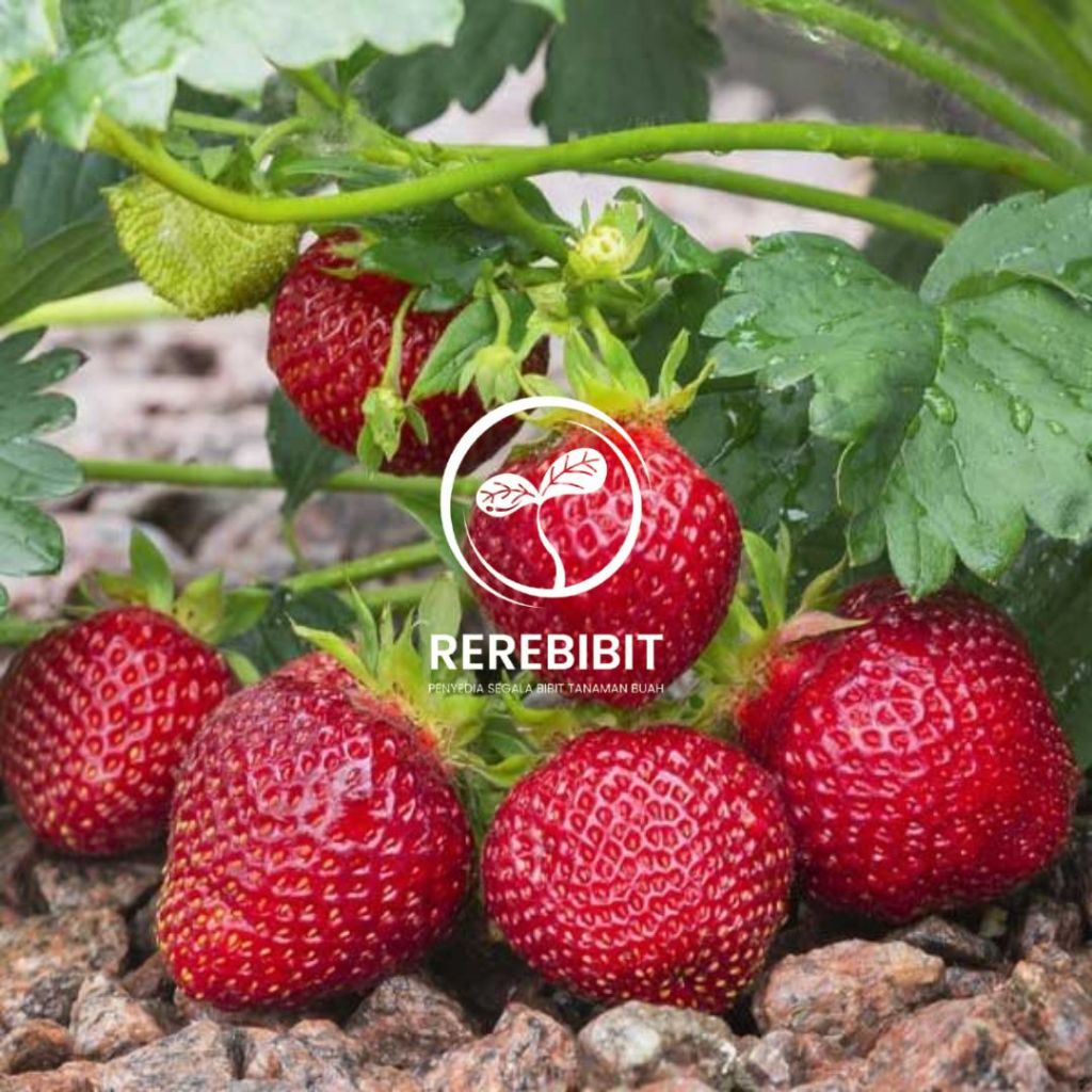 Bibit Strawberry Jumbo Manis Super Cepat Berbuah