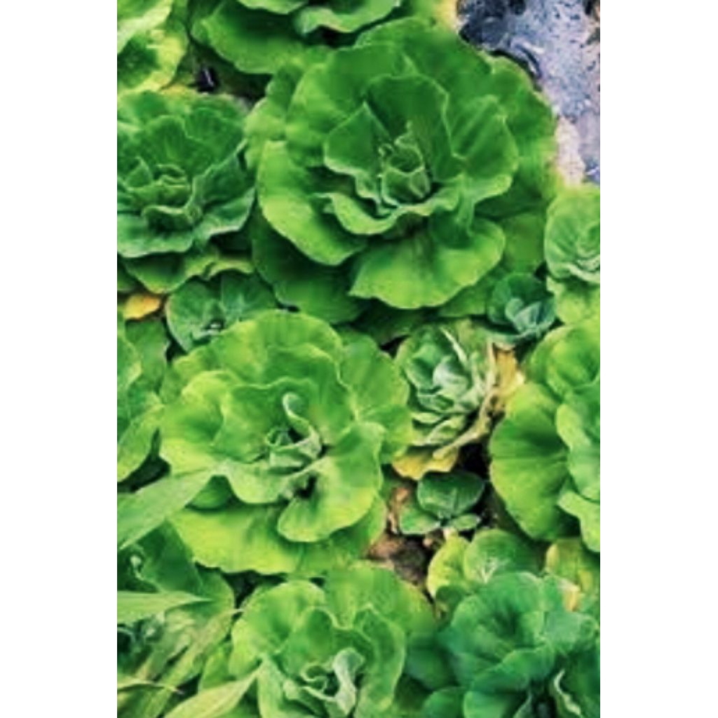 apu apu bentuk mawar