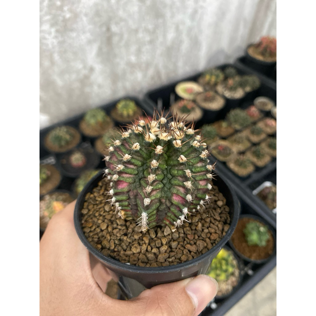 Gymnocalycium T-Series/T-Lux (Potelan)
