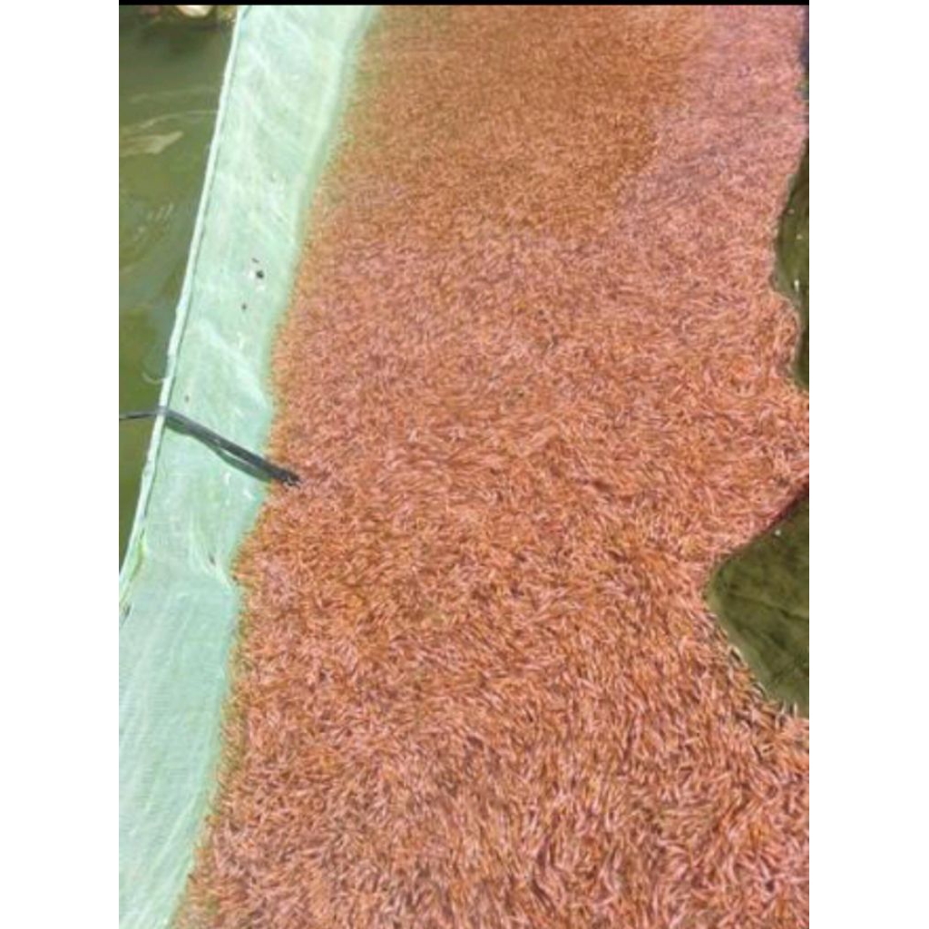 bibit ikan nila merah Bangkok isi 400 ekor ukuran 1 cm terbaikgratis pakan.