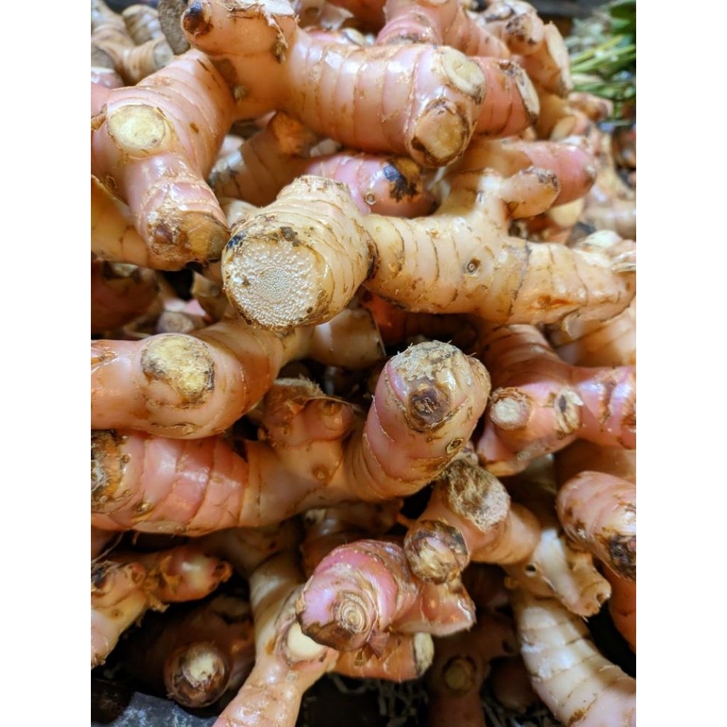Lengkuas merah per 1 kg segar untuk masakan