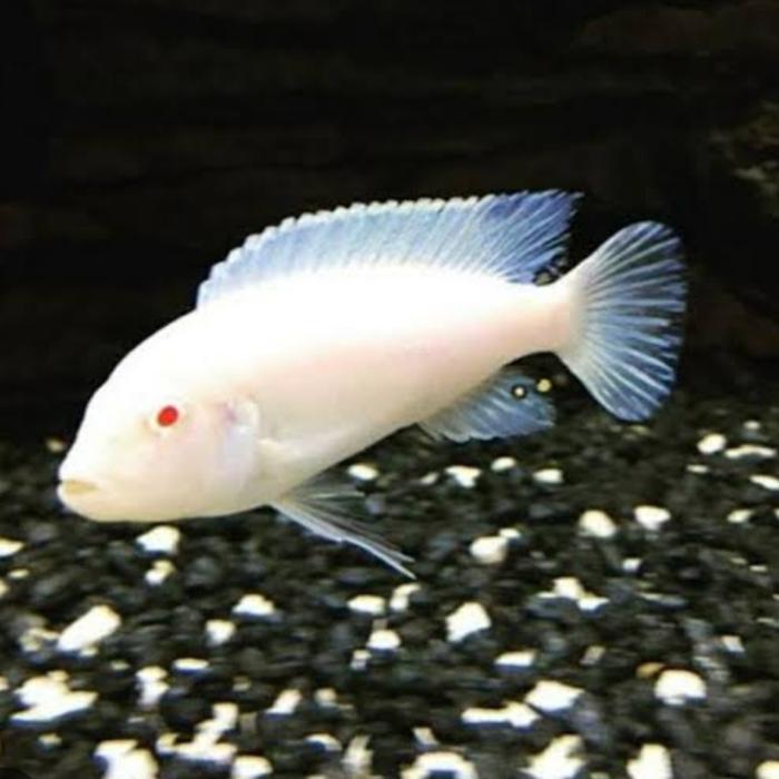 ikan hias cichlid snow white