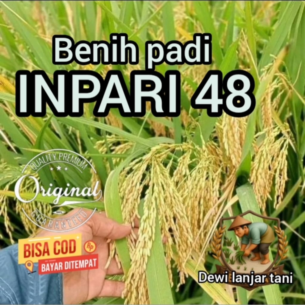 BENIH PADI INPARI 48 SUPER KEMASAN 5KG