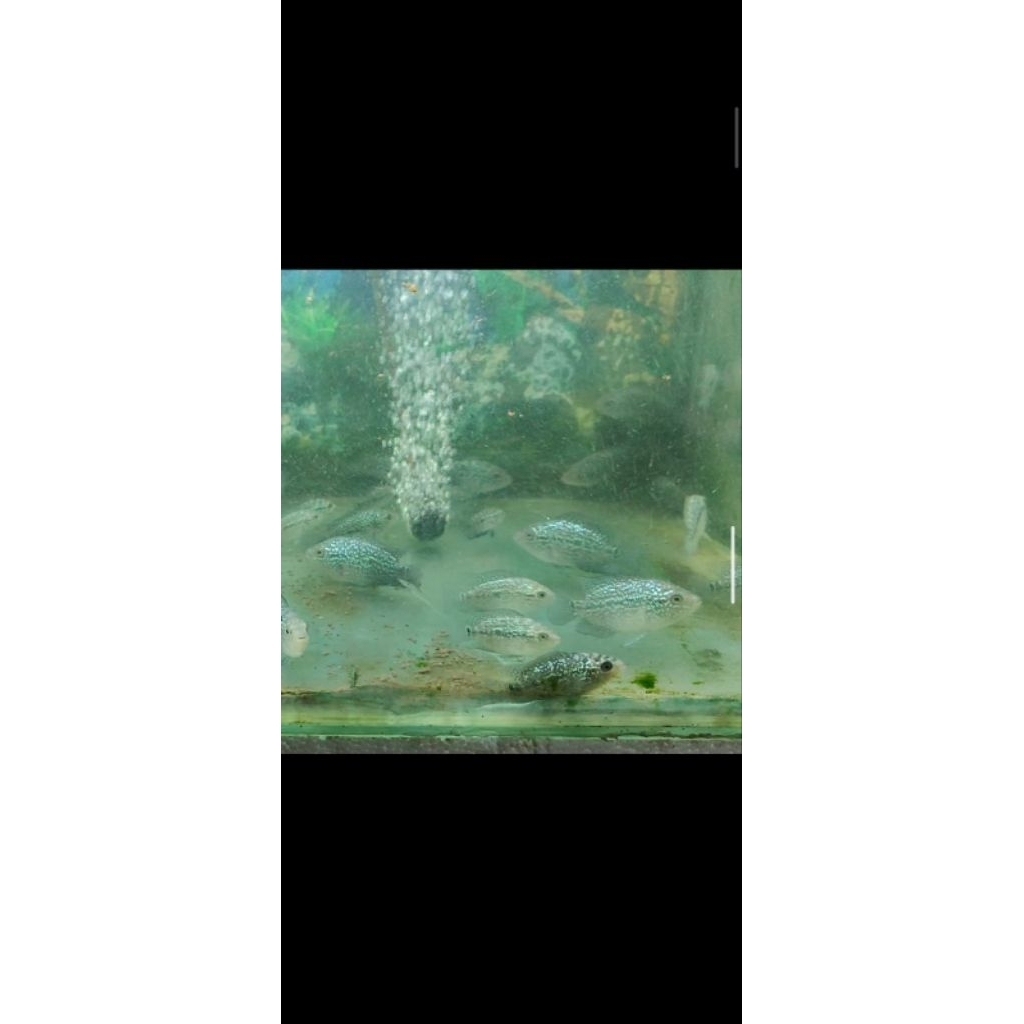 BURAYAK LOUHAN CENCU