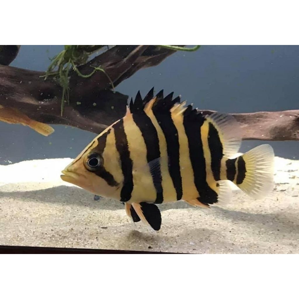 HIASAN-TIGER FISH SUMATRA 4 BAR CN CB-size 4-5cm
