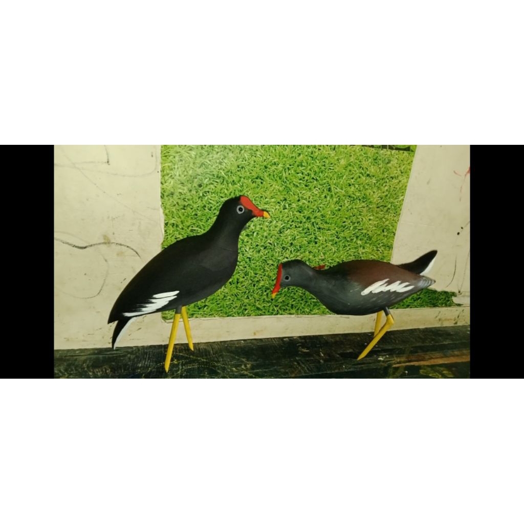 jontrot burung mandar batu