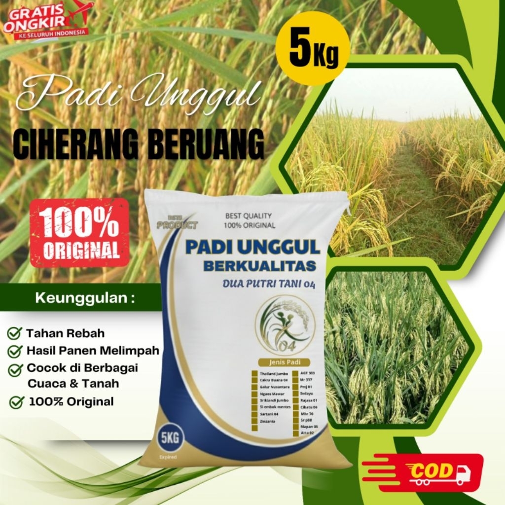 PADI CIHERANG BERUANG kemasan 5kg