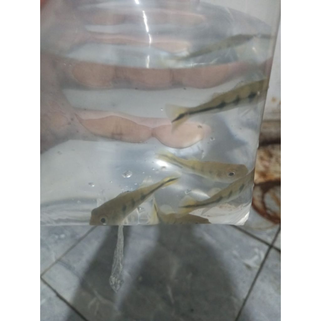 PBASS MONO UKURAN 6-8 CM PER EKOR