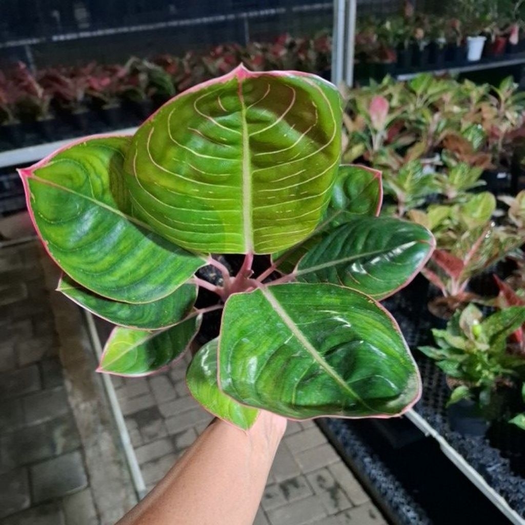 tanaman hias aglonema lipstik COBRA