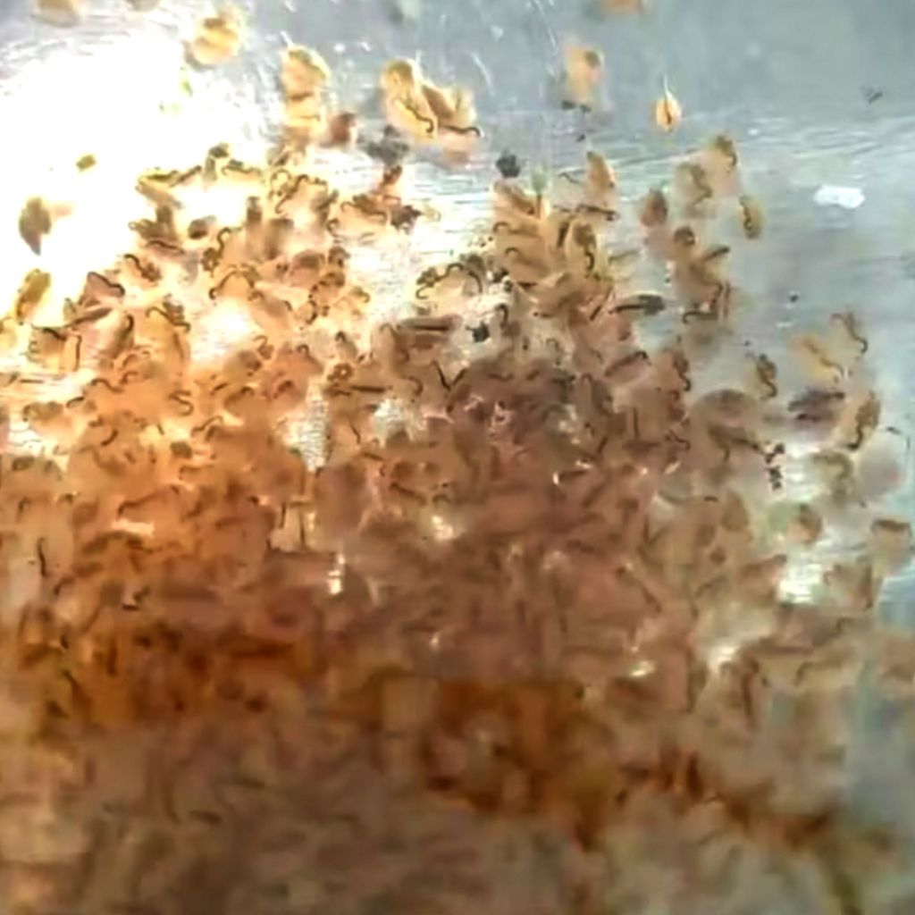 Daphnia magna kutu air raksasa