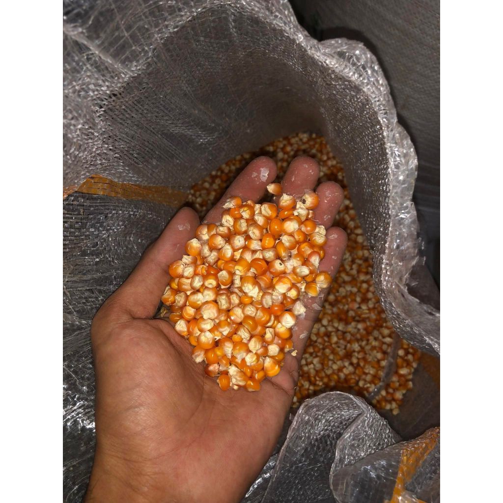 jagung pakan ayam 1 kg