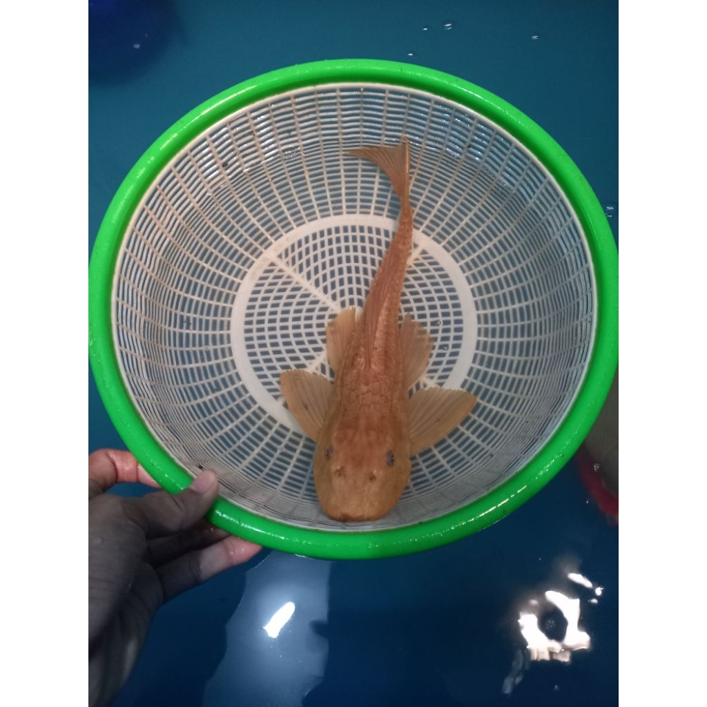 ikan sapu sapu albino jumbo sz 27-30cm berkualitas