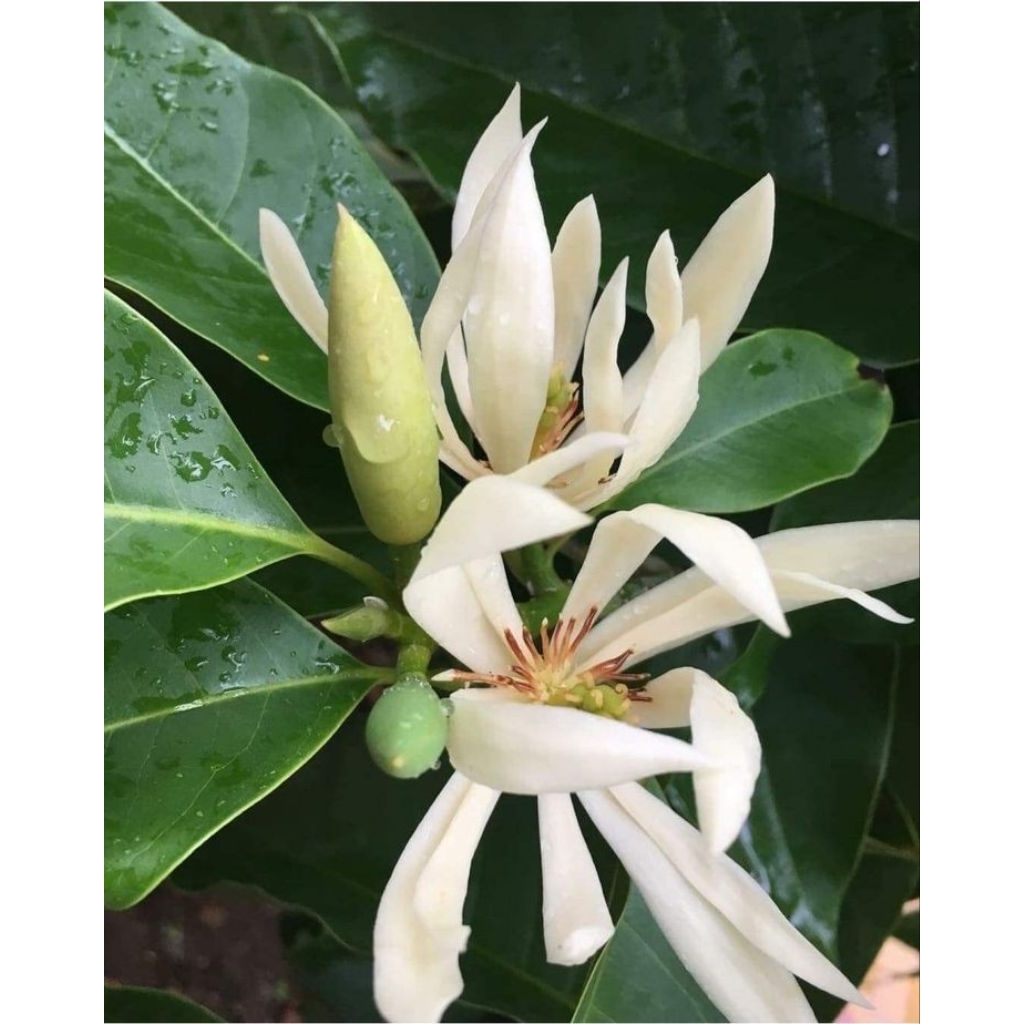 Bibit Kembang Kantil