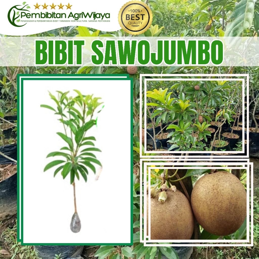 Bibit Sawo Jumbo Bangkok Thailand Super Unggul Hasil Okulasi Tanaman Tabulampot Cepat Berbuah Origin