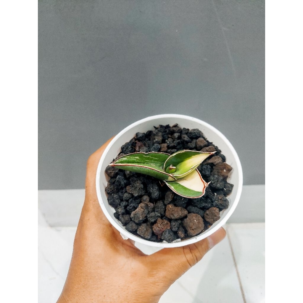 Sansevieria / Sansivera / Lidah Mertua Robusta Dwarf Variegata Putih
