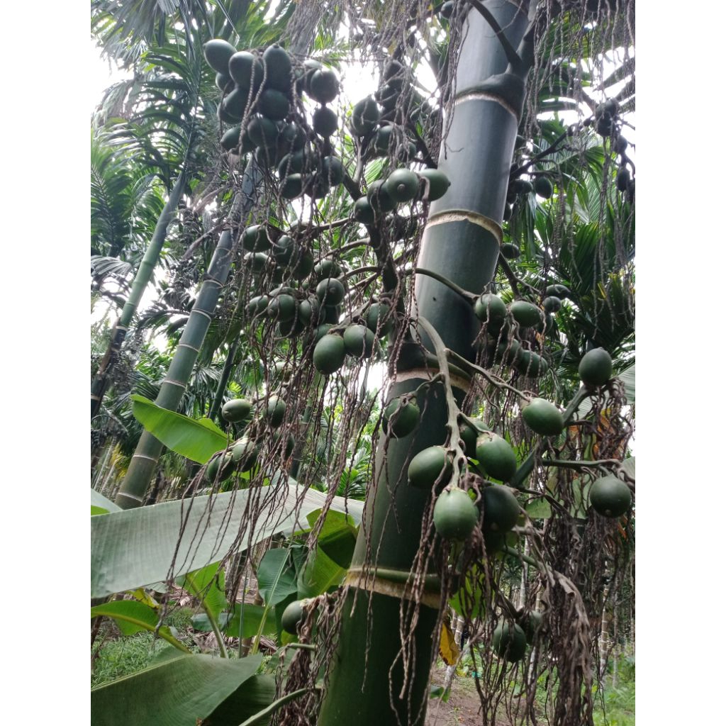 buah pinang muda untuk pria perkasa / pinang muda fresh premium