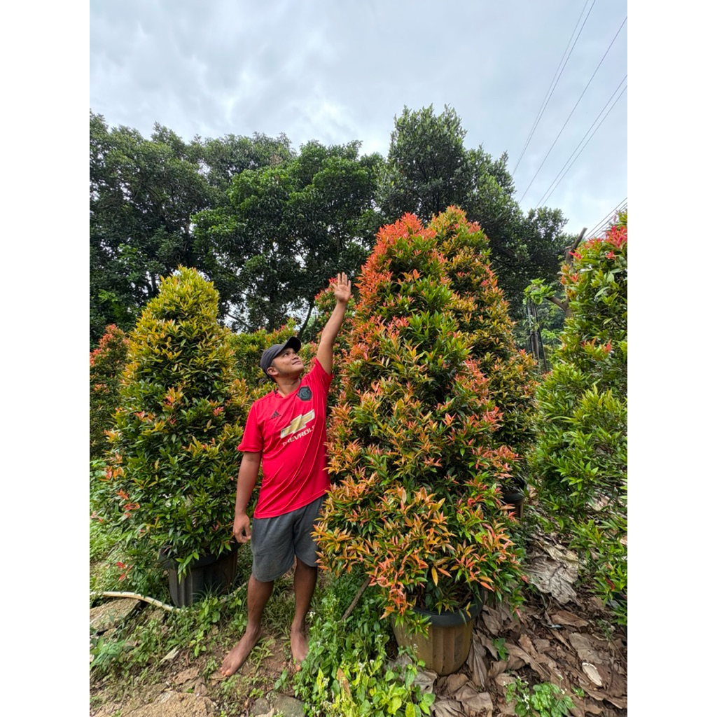 tanam pucuk merah tinggi 2 meter / full rimbun