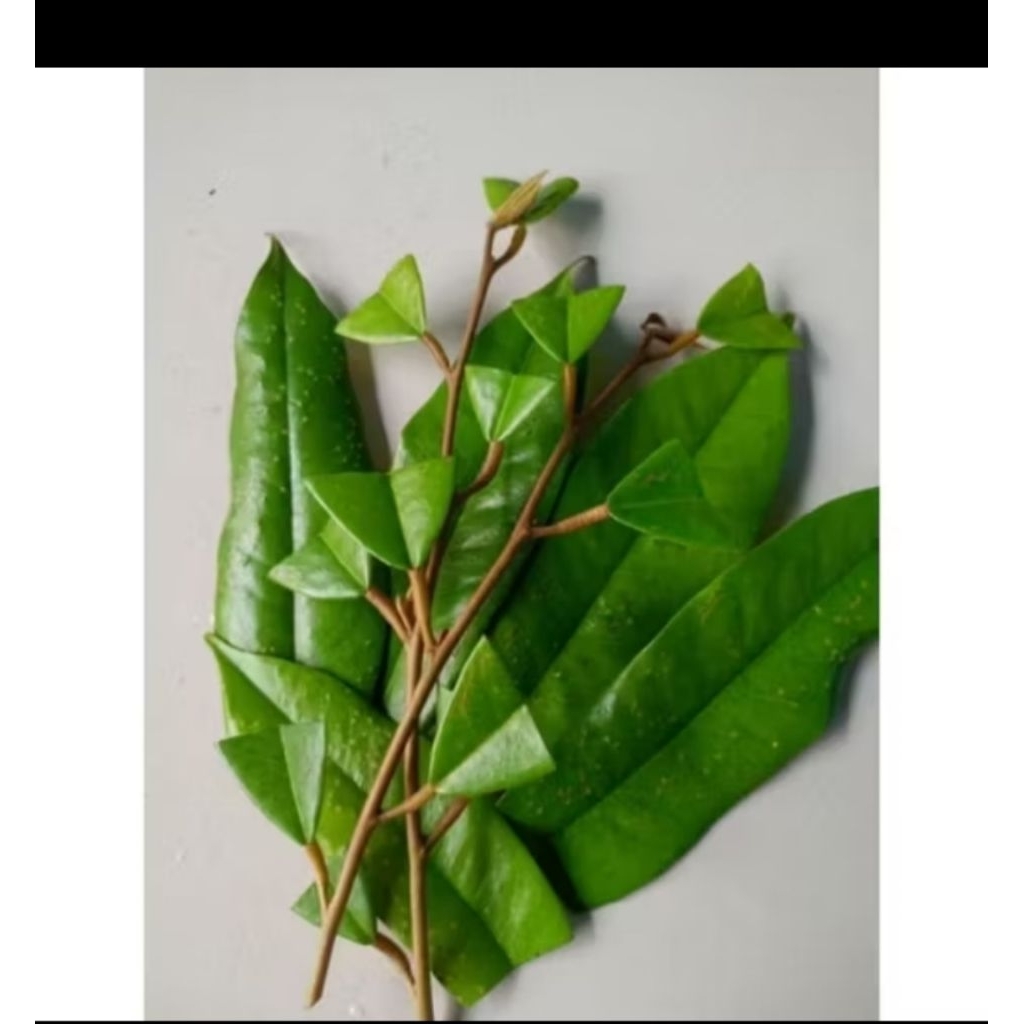 entres durian musangking