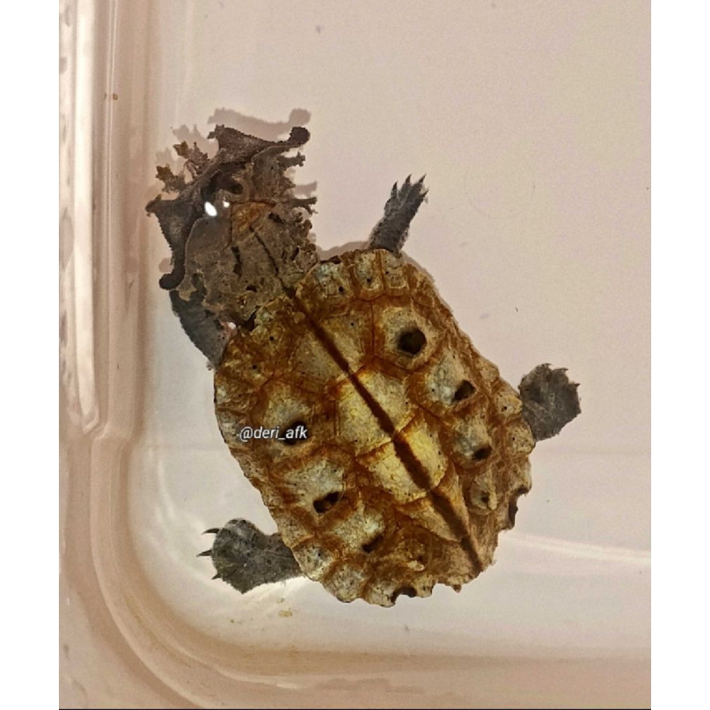 mainan mata mata turtle kura kura spesial terlatih