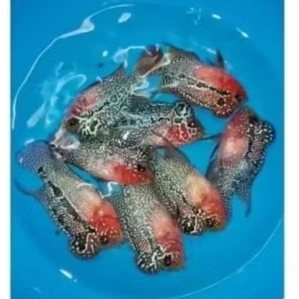 Burayak Louhan Super Red Dragon Merah merona 3cm