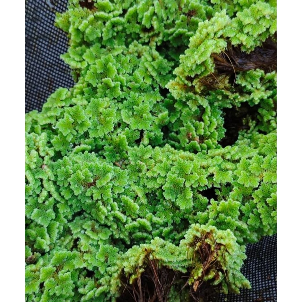Azolla 1 kg BERGARANSI