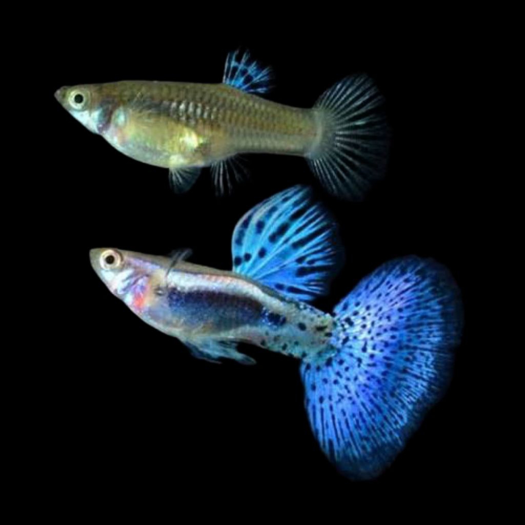 (Hiasan aquarium) Guppy Blue Grass