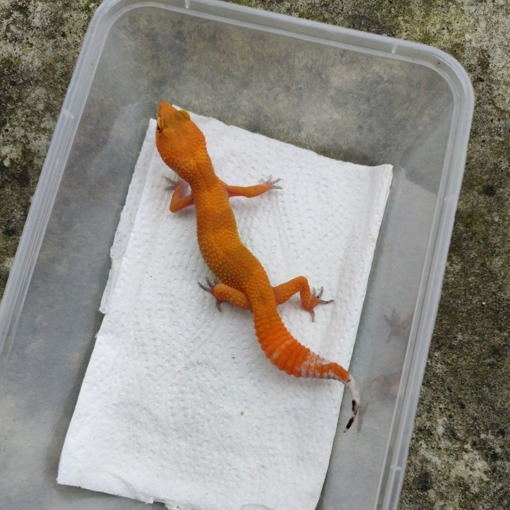 MAINAN ANAK GECKO JUVE_SHTCTB FEMALE