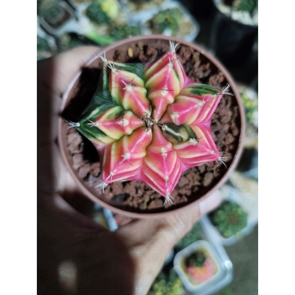 Gymno Miha Variegata